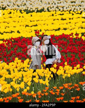 Tonami, Japan. April 2021. Am Donnerstag, den 22. April 2021, fotografieren Besucher auf der '70. Tonami Tulip Fair' im Tonami Tulip Park in Tonami, Präfektur Toyama, Japan. Drei Millionen bunte Tulpen in 600 verschiedenen Sorten blühen im Park. Foto von Keizo Mori/UPI Credit: UPI/Alamy Live News Stockfoto