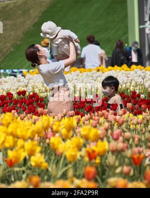 Tonami, Japan. April 2021. Besucher besuchen am Donnerstag, den 22. April 2021, die „70. Tonami Tulip Fair“ im Tonami Tulip Park in Tonami, Präfektur Toyama, Japan. Drei Millionen bunte Tulpen in 600 verschiedenen Sorten blühen im Park. Foto von Keizo Mori/UPI Credit: UPI/Alamy Live News Stockfoto