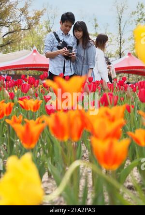 Tonami, Japan. April 2021. Am Donnerstag, den 22. April 2021, fotografieren Besucher auf der '70. Tonami Tulip Fair' im Tonami Tulip Park in Tonami, Präfektur Toyama, Japan. Drei Millionen bunte Tulpen in 600 verschiedenen Sorten blühen im Park. Foto von Keizo Mori/UPI Credit: UPI/Alamy Live News Stockfoto