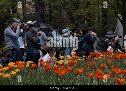 Tonami, Japan. April 2021. Am Donnerstag, den 22. April 2021, fotografieren Besucher auf der '70. Tonami Tulip Fair' im Tonami Tulip Park in Tonami, Präfektur Toyama, Japan. Drei Millionen bunte Tulpen in 600 verschiedenen Sorten blühen im Park. Foto von Keizo Mori/UPI Credit: UPI/Alamy Live News Stockfoto