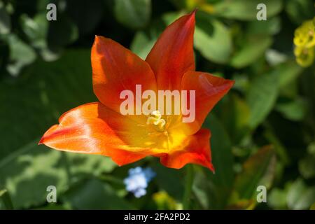 Eine einzelne leuchtend orange Tulpe, Tulipa Ballerina, Lilie-blühende Tulpe, blüht im Frühlingssonne, Nahaufnahme zeigt Stigma, Staubgefäße und Anthern Stockfoto