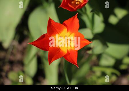 Eine leuchtend orange Tulpenblume, Tulipa Ballerina, Lilie-blühende Tulpe, offene Blüte im Frühjahr, Nahaufnahme mit Narben, Staubgefäßen und Anthern Stockfoto