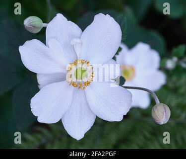 Schneeglöckchen Stockfoto