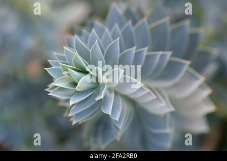 Myrsiniten-Spirale Von Der Myrsiniten-Gemeinde Stockfoto