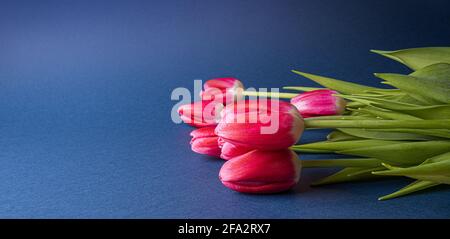 Leuchtend rosa natürliche Tulpenblüten mit grünen Blättern auf dunkelblauem Papier. Saisonal farbenfrohe Hintergrund mit Frühlingsblumen-Bouquet und Copy Space. Hori Stockfoto