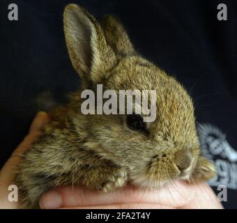 Tigiwinkles Wildlife Hospital in Buckinghamshire Baby Rabbit pic David Sandison Stockfoto