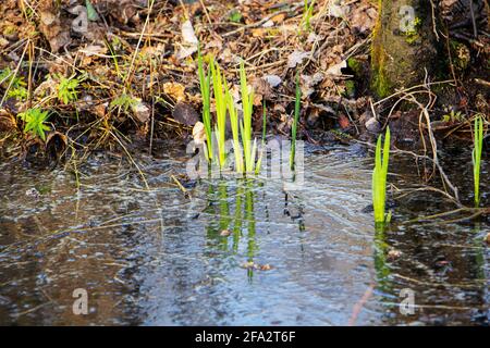 Ein kleiner Sumpf im Wald, die Bildung von Sümpfen, Ökologie Stockfoto