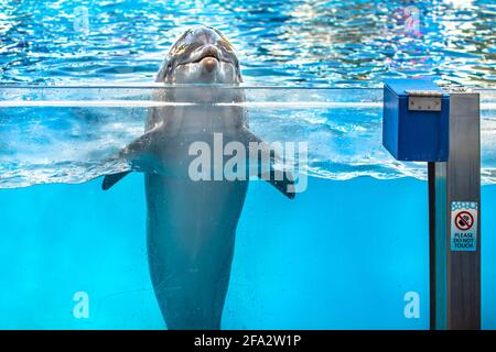 Orlando, Florida. 14. Januar 2021. Schöner Delphin im Seaworld (22) Stockfoto