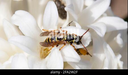 Wespe sitzt auf einer weißen Blume. Ein Insekt auf dem Boden. Stockfoto