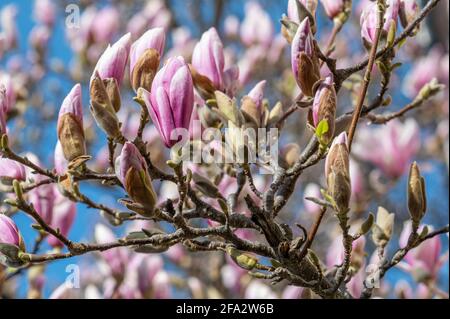 Blühende Magnolie im Stadtpark Strömsparken im Frühjahr in Norrkoping, Schweden Stockfoto