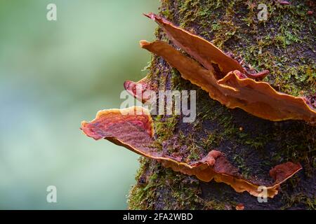 Pilz Im Wald Stockfoto