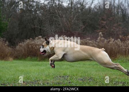 American Bulldog Training im Park Stockfoto