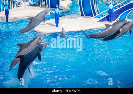 Orlando, Florida. 15. Oktober 2020. Delfine springen Dolphins Days Show in Seaworld (11) Stockfoto