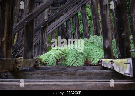 Noojee Trestle Bridge Fern Stockfoto