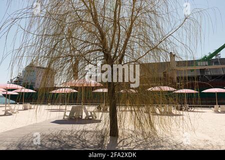 Sugar Beach (Toronto) – Weidenbaum mit pinken Sonnenschirmen dahinter Stockfoto