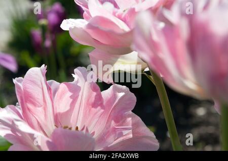 Double Late Peony Tulpen 'angelique' - Landschaftsausrichtung, Nahaufnahme der Tulpen mit Bokeh Hintergrund mit anderen violetten Tulpen Stockfoto