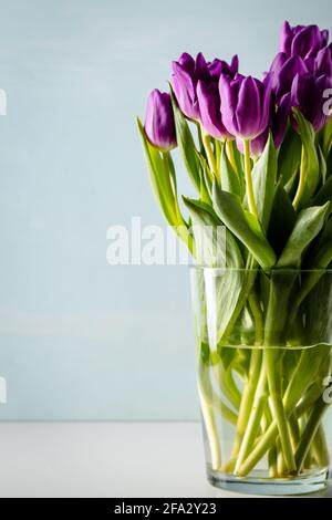 Ein Haufen lila Tulpen in einer großen Glasvase auf einem Tisch mit hellblauem Hintergrund. Selektiver Fokus. Speicherplatz kopieren. Stockfoto