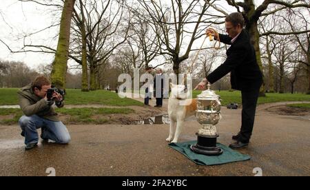 NATIONALE MARKTEINFÜHRUNG VON CRUFTS 2007 im NEC Birmingham 8th. - 11th. März statt. Fotoanruf im Green Park in London. Hahn der Japaner Akita Inu fotografiert mit dem Crufts Trophy pic David Sandison Stockfoto