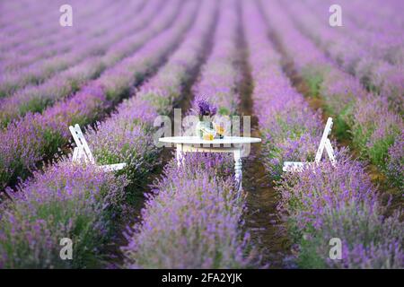 Weißer Holztisch und zwei Stühle für Date, frische leckere Croissants und Glasvase mit Lavendelbukett. Schöne Dekoration in Lavendelfeld voller Flecken mit violetter Blüte. Stockfoto
