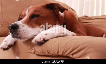Border Collie Terrier Doggy Stockfoto