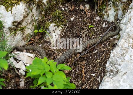 Würfelschlange, Natrix tessellata im Nationalpark Plitvice, Kroatien in Europa. Die Würfelschlange ist eine eurasische, nicht giftige Schlange, die zur Familie Co gehört Stockfoto