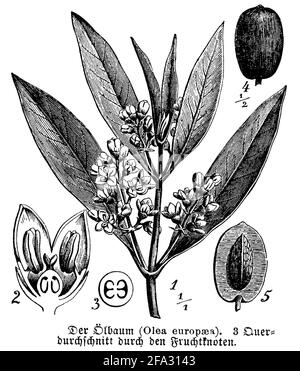 Olive, Europäische Olive / Olea europaea / Olivenbaum, Echter Ölbaum (Botanikbuch, 1889) Stockfoto