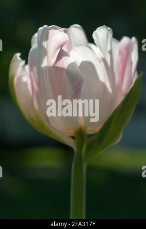 Double Late Peony Tulpe 'angelique' - hintergrundbeleuchtete Sonne, dunkelgrüner Bokeh-Hintergrund Stockfoto