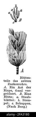 Zuckerrohr / Saccharum officinarum / Zuckerrohr (Botanikbuch, 1884) Stockfoto