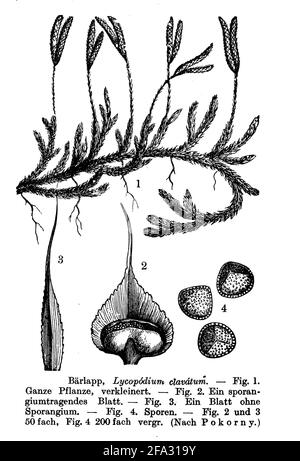 club Moss / Lycopodium clavatum / Keulen-Bärlapp (Botanikbuch, 1910) Stockfoto