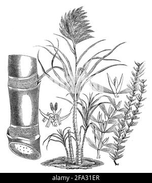 Zuckerrohr / Saccharum officinarum / Zuckerrohr (Buch Biologie, 1881) Stockfoto