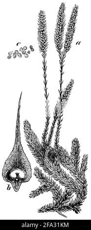 club MOSS / Lycopodium clavatum / Keulen-Bärlapp (Enzyklopädie, 1893) Stockfoto