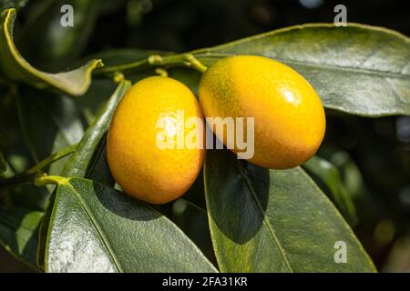 Kumquat Frucht wächst auf Baum. Citrus japonica Stockfoto