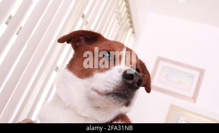 Border Collie Terrier Doggy Stockfoto