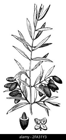 Olive, Europäische Olive / Olea europaea / Olivenbaum, Echter Ölbaum (Enzyklopädie, 1891) Stockfoto