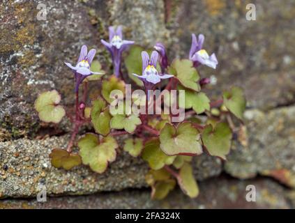 Efeu-blättriger Krötenlachs, der an der alten Wand wächst. East Molesey, Surrey, Großbritannien. Stockfoto