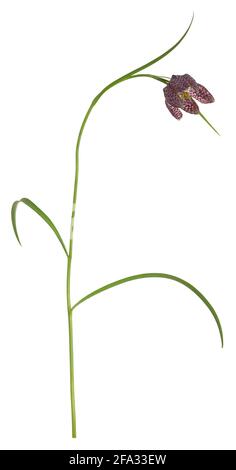 Schlangenkopf-Fritillary, Fritillaria meleagris isoliert auf weißem Hintergrund Stockfoto