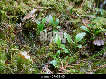 Zwergrattlesnake-Wegerich, Goodyera repens Pflanzen wachsen unter Moos Stockfoto