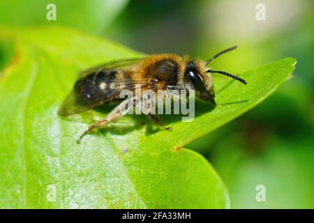 Flacher Fokus eines weiblichen Bergarbeiters (Andrena mitis) Bienen sonnen sich auf einem Blatt Stockfoto