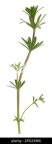 Heckengrundstroh, Galium Album Pflanze isoliert auf weißem Hintergrund Stockfoto