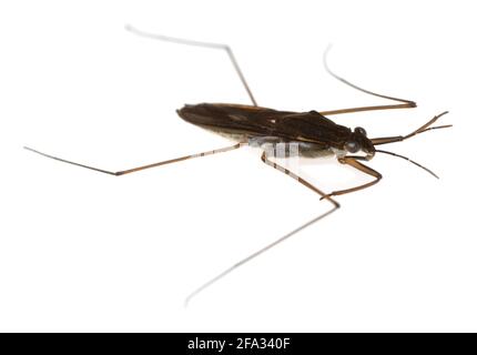 Wasserstrider, Gerridae isoliert auf weißem Hintergrund Stockfoto