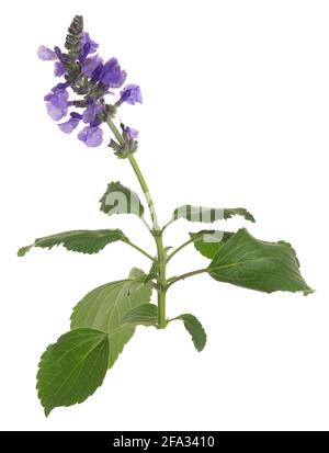 Blühender Salbei, Salvia farinacea isoliert auf weißem Hintergrund Stockfoto