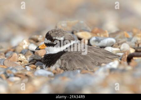 Ringelpfeifer, Charadrius hiaticula, erwachsenes Sommergefieder am Nest Norfolk, Juli Stockfoto