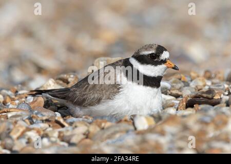 Ringelpfeifer, Charadrius hiaticula, erwachsenes Sommergefieder am Nest Norfolk, Juli Stockfoto