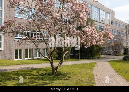 Blühender Magnolienbaum In Hamburg Stockfoto