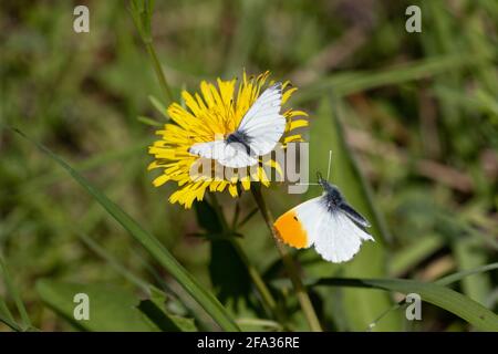 Schmetterlinge mit orangefarbener Spitze, männlich und weiblich Stockfoto