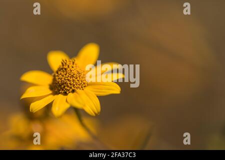 Sonnenblume, Helianthus annuus, blüht im Oktober auf der Empire Ranch und Las Cienegas National Conservation Area in Arizona, USA Stockfoto