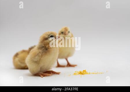 Die gelben kleinen Hühner mit Futter isoliert auf einem weißen Hintergrund Stockfoto