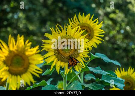 Ein wandernder Monarchschmetterling, der Pollen auf einer Sonnenblume sammelt Ein Bauernfeld im Spätsommer Stockfoto