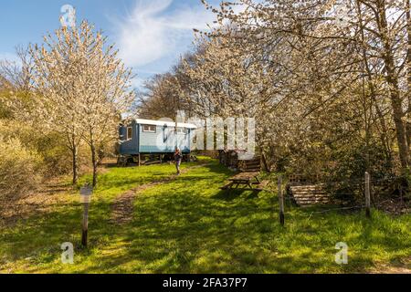 Retreat Bauwagen. In der Nähe von Natur-Wohnung unter blühenden Kirschbäumen Stockfoto