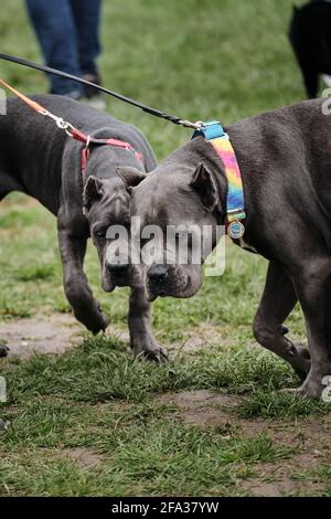 Russland, Krasnodar 18. April 2021-Hundeausstellung aller Rassen. Ein Erwachsener und ein Welpe des italienischen Rohrcorso neben den Besitzern. Zwei graue rohrcorso sind wa Stockfoto